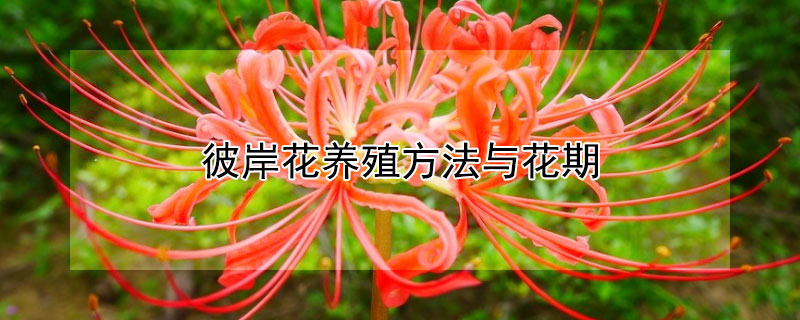 彼岸花养殖方法与花期