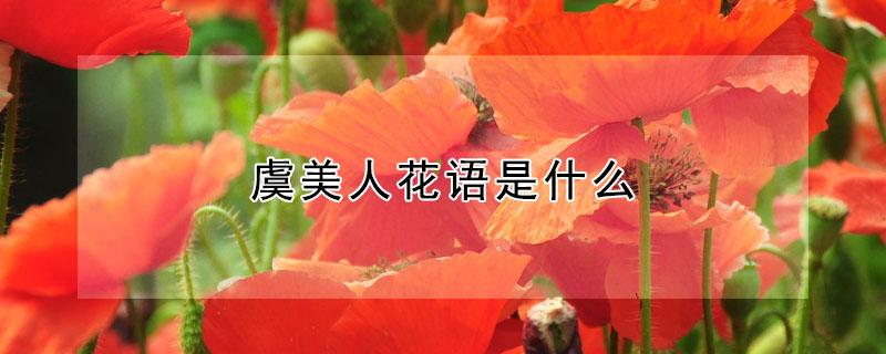 虞美人花语是什么（虞美人花语和象征意义）