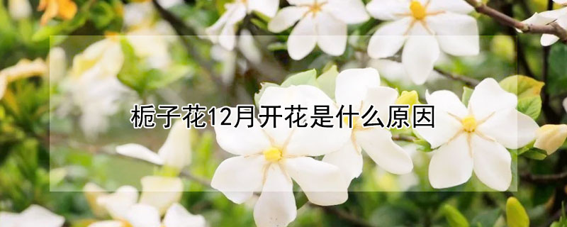 栀子花12月开花是什么原因