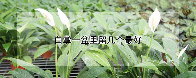 白掌一盆里留几个最好（白掌几株一盆合适）