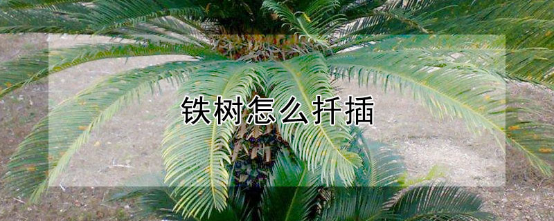 铁树怎么扦插