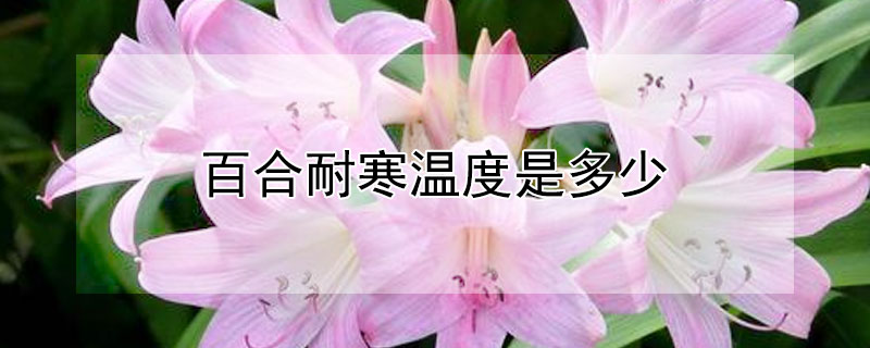 百合耐寒温度是多少