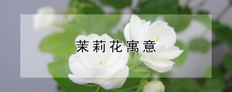 茉莉花寓意