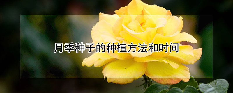 月季种子的种植方法和时间 月季花种子什么时候种几月份种