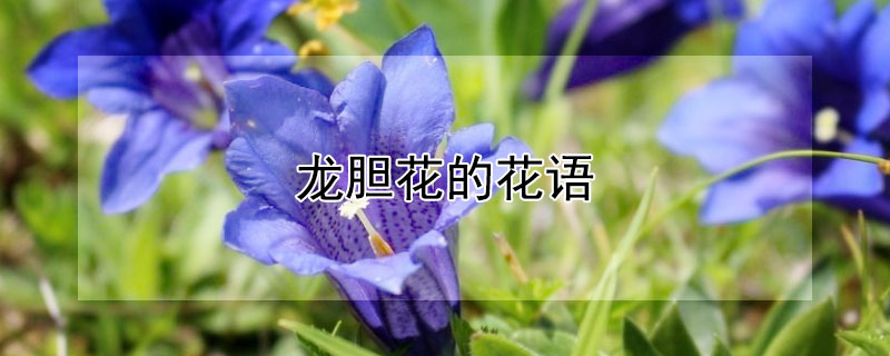 龙胆花的花语（龙胆花的花语是什么）