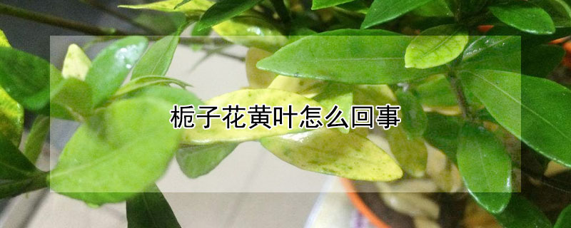 栀子花黄叶怎么回事