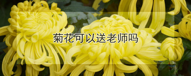 菊花可以送老师吗