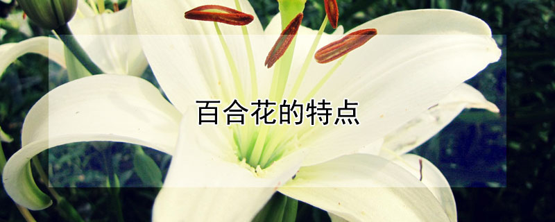 百合花的特点