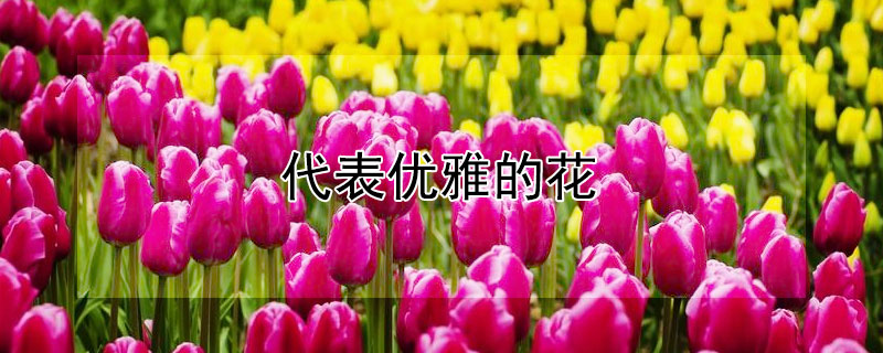 代表优雅的花