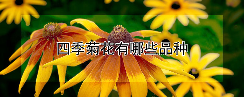 四季菊花有哪些品种