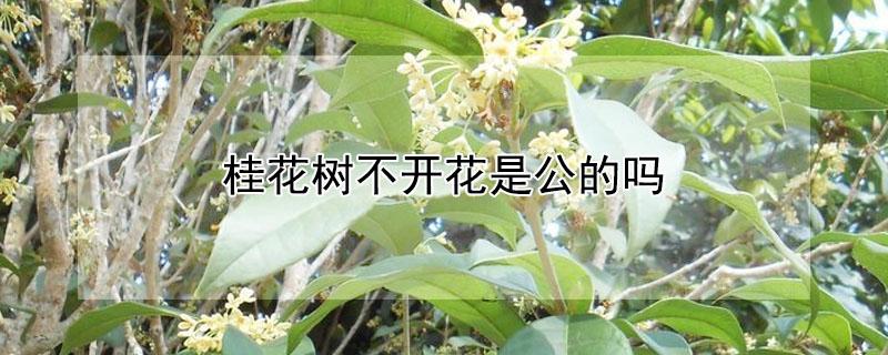 桂花树不开花是公的吗