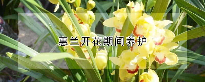 惠兰开花期间养护