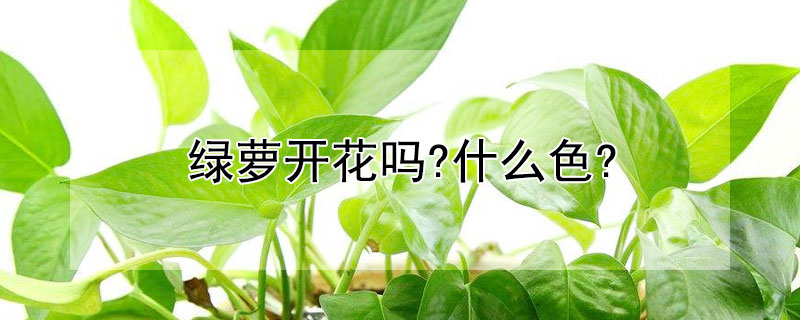 绿萝开花吗?什么色? 绿萝是不是绿色开花植物