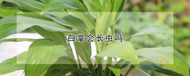 白掌会长虫吗 白掌容易生虫吗