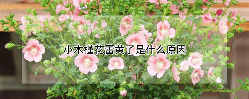 小木槿花蕾黄了是什么原因 小木槿的花苞变黄