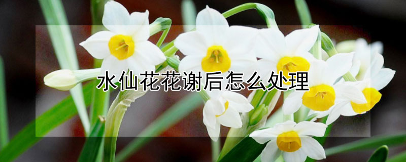 水仙花花谢后怎么处理