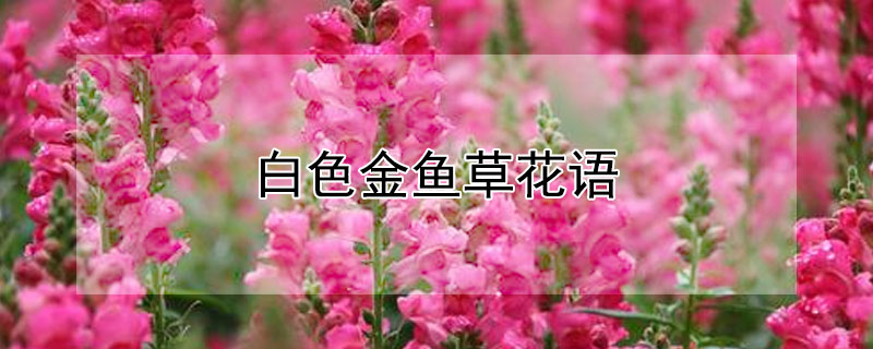 白色金鱼草花语