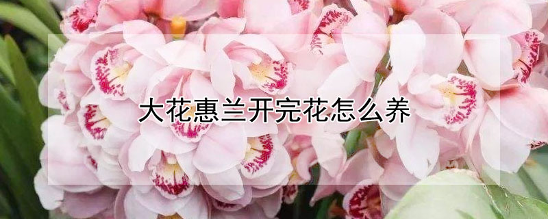 大花惠兰开完花怎么养