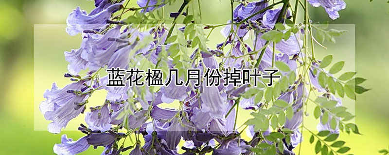 蓝花楹几月份掉叶子