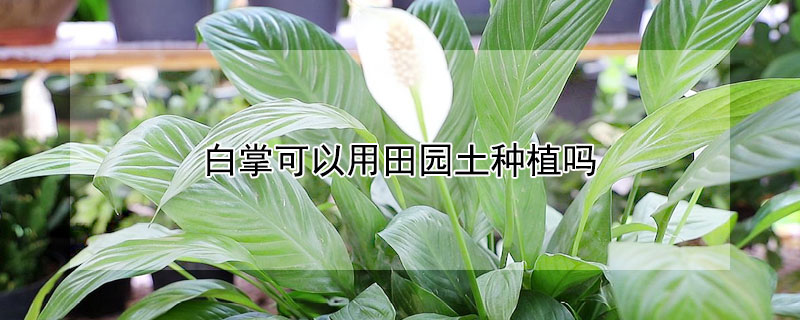 白掌可以用田园土种植吗 白掌能用土栽吗