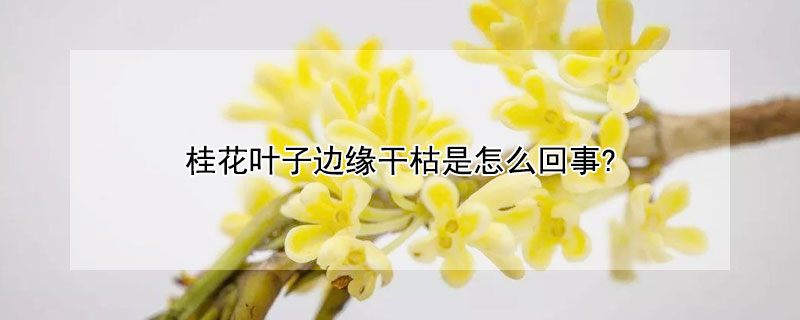 桂花叶子边缘干枯是怎么回事?