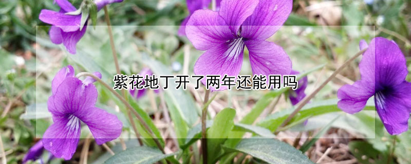 紫花地丁开了两年还能用吗（紫花地丁能长期使用吗）