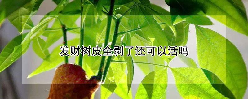 发财树皮全剥了还可以活吗