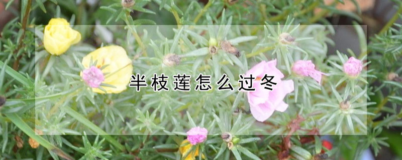 半枝莲怎么过冬