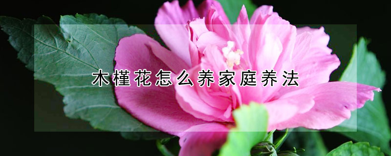 木槿花怎么养家庭养法