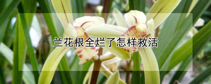 兰花根全烂了怎样救活