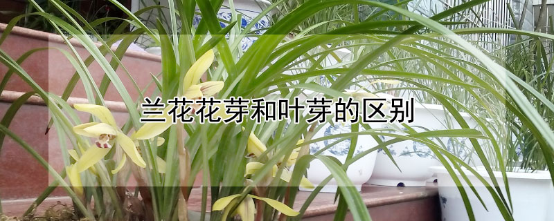 兰花花芽和叶芽的区别（兰花花苞和花芽的区别）