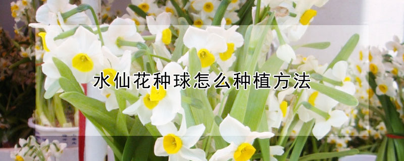 水仙花种球怎么种植方法