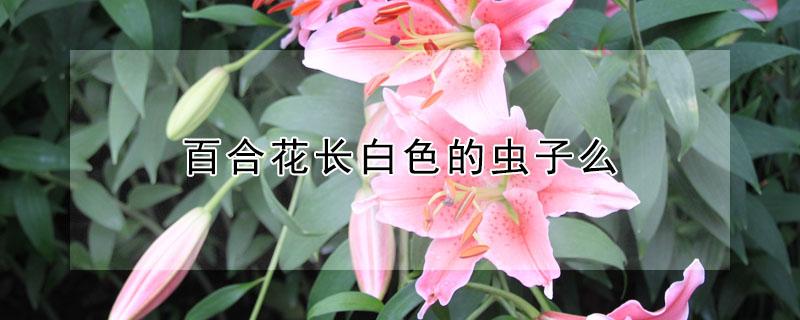 百合花长白色的虫子么