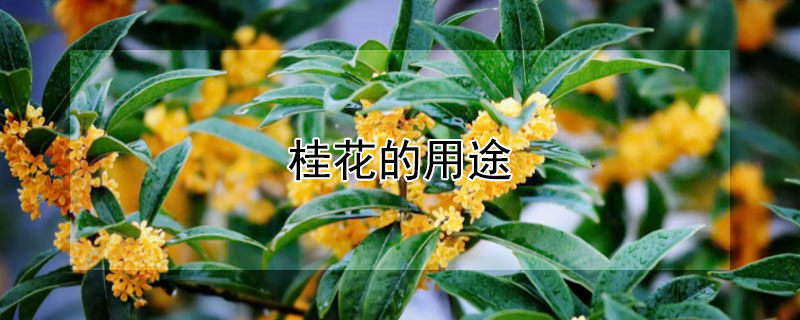 桂花的用途