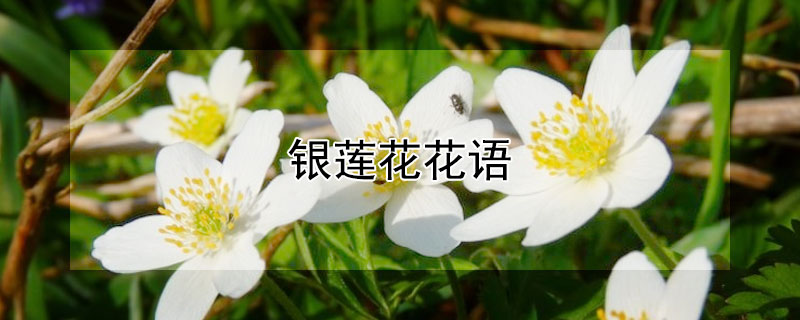 银莲花花语