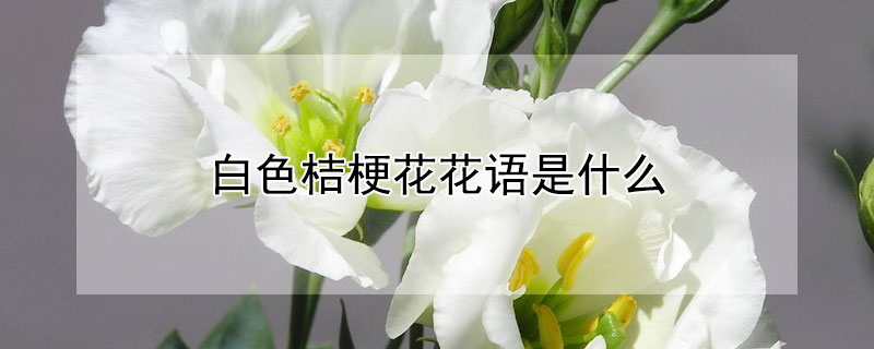 白色桔梗花花语是什么