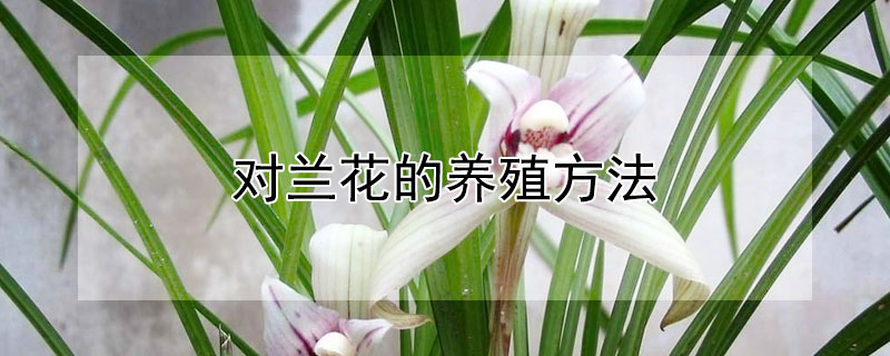 对兰花的养殖方法