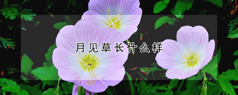 月见草长什么样