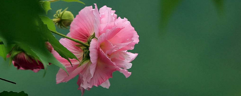 芙蓉花是哪里的市花 芙蓉花是哪个地方的市花