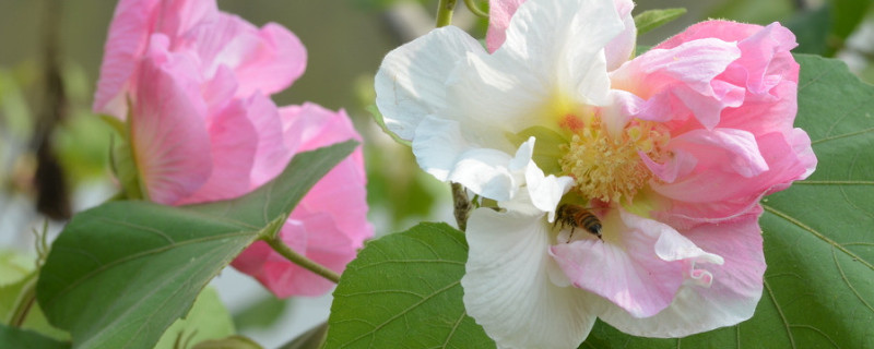 芙蓉花谢了怎么样修剪