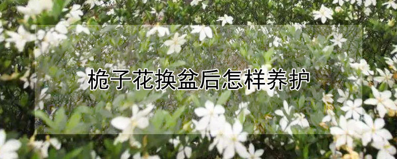 桅子花换盆后怎样养护 栀子花换盆时间和方法