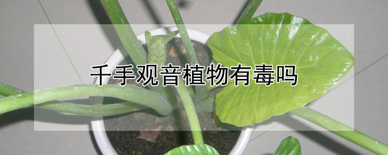 千手观音植物有毒吗 千手观音植物有毒吗 千手观音怎么养殖