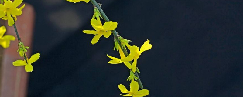 迎春花的栀子干了怎么办（栀子花全干了）