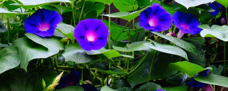 牵牛花几点开花 牵牛花几点开花几点合上