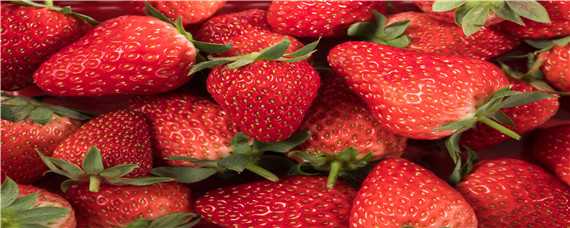 哪个品种草莓最甜（哪个品种草莓最甜及易养活）