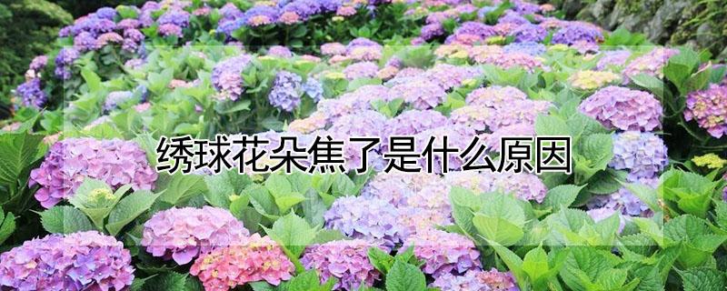 绣球花朵焦了是什么原因（绣球花苞焦了怎么回事）