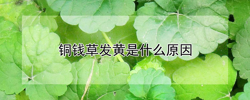 铜钱草发黄是什么原因