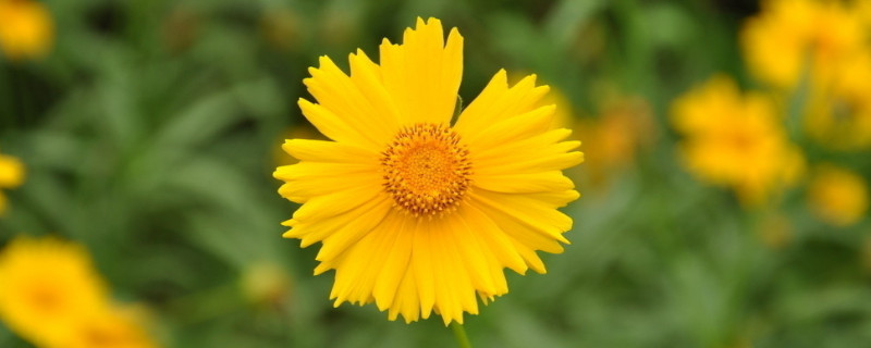 菊花这么修剪让它矮头又多（菊花用修剪花头吗）