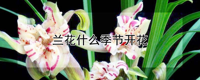 兰花什么季节开花