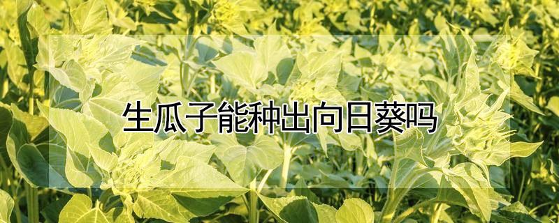 生瓜子能种出向日葵吗（为什么向日葵可以生出瓜子）